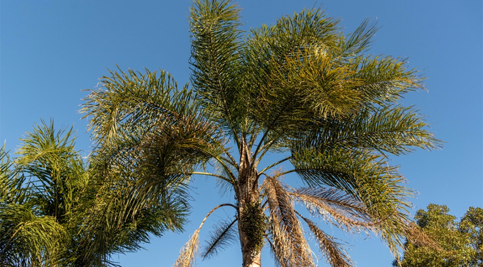 How To Make Queen Palms Grow Faster