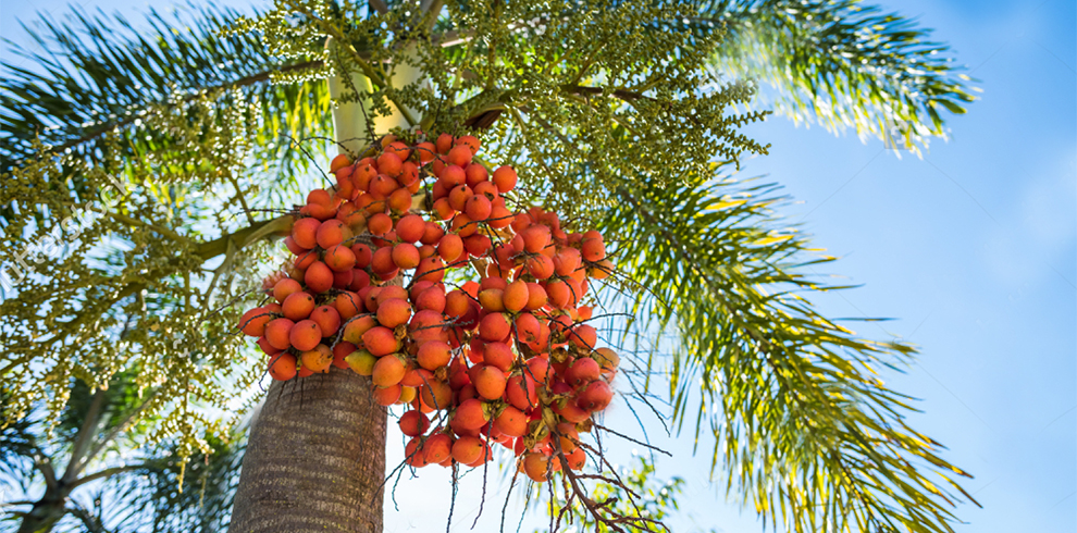 Care Tips To Enhance Foxtail Palm Tree Growth Rate