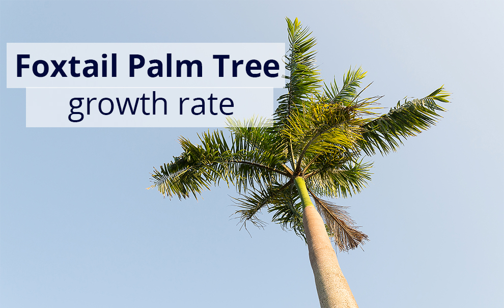 Foxtail palm tree growth rate