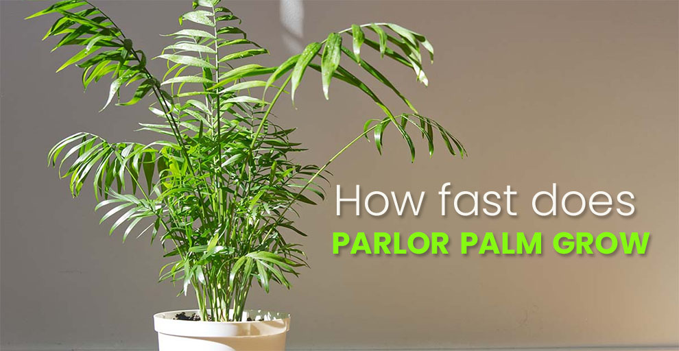 How fast does parlor palm grow