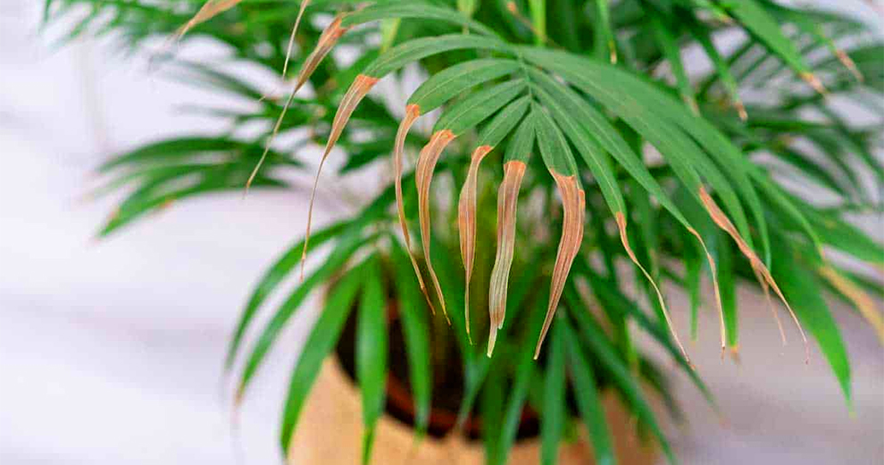 How to Take Care of Indoor Palm Tree Problems