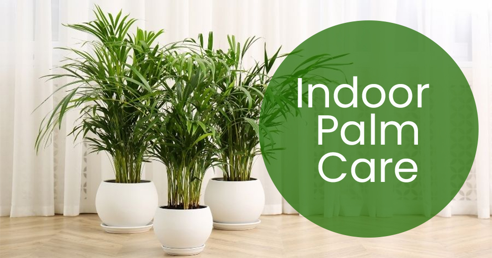 Indoor palm care