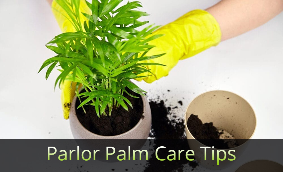  Parlor Palm Care Tips