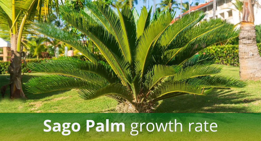 Sago Palm Growth Rate
