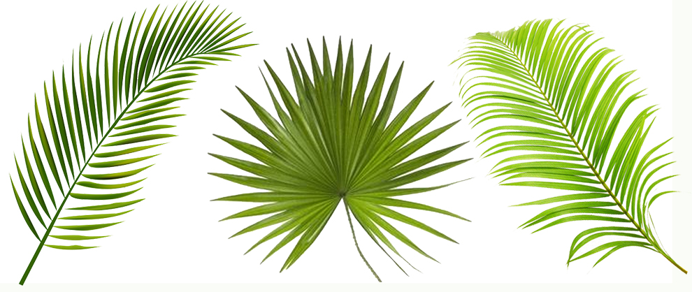 Types of Palm Leaves and Their Distinguishing Features