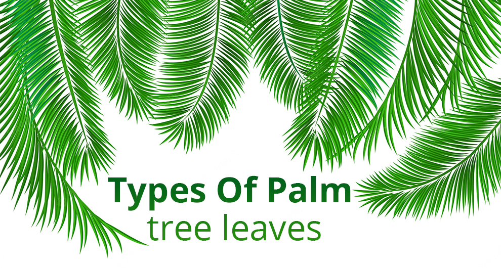 Types Of Palm Tree Leaves