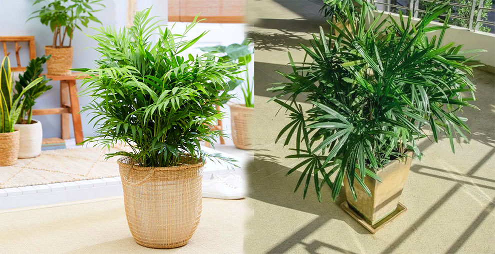 Where to Keep Your Parlor Palm - Indoors or Outdoors
