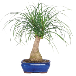 Brussel's Live Pony Tail Palm Indoor Bonsai Tree