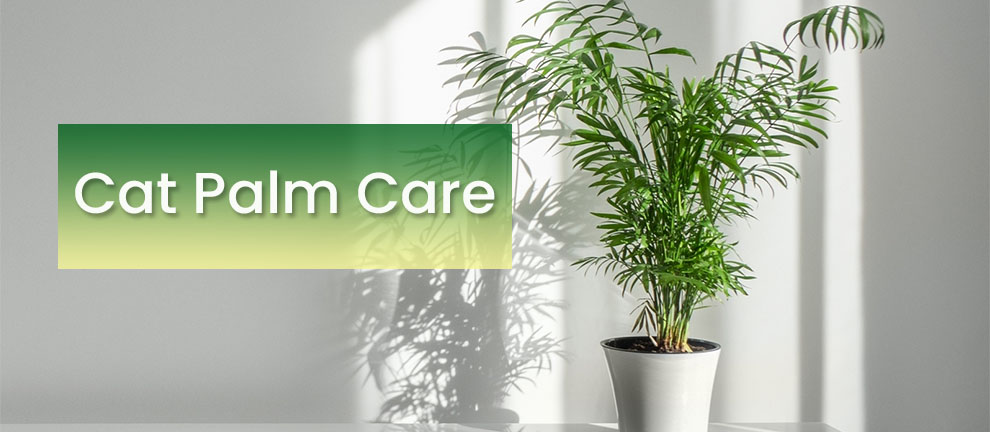 Cat palm care