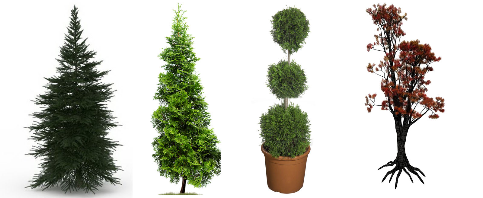 What Are The Different Types of Cedars