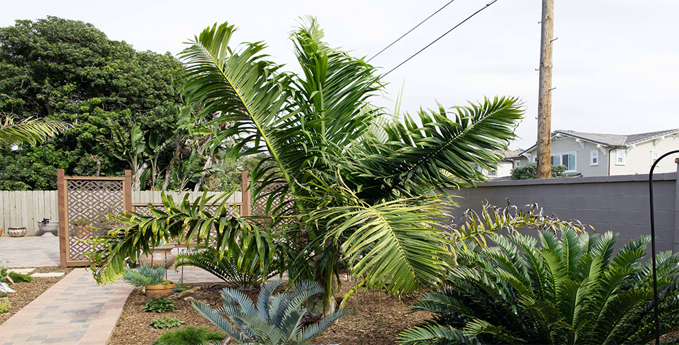 Dypsis Prestoniana