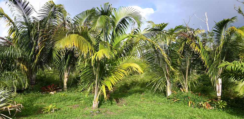 Dypsis Sp. 'Dark Mealy Bug'