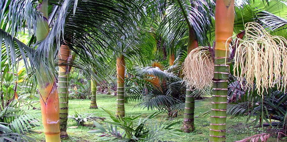 Dypsis Sp. Orange Crush