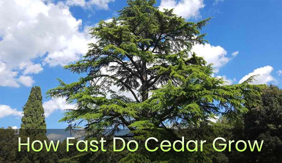 How fast do cedar grow 