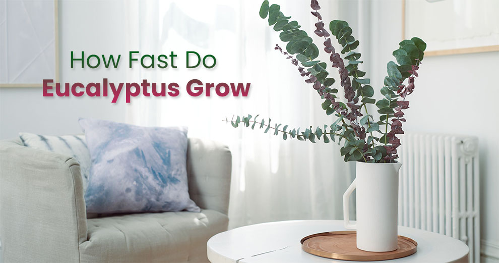 How fast do eucalyptus grow
