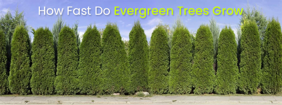  How fast do evergreen trees grow