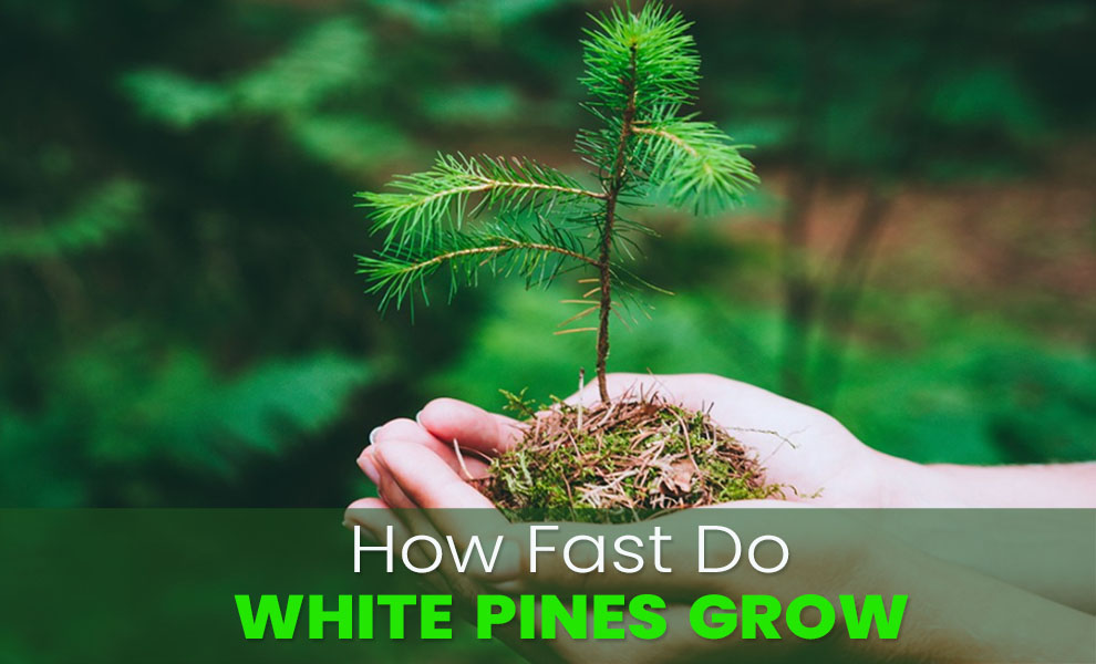 How fast do white pines grow