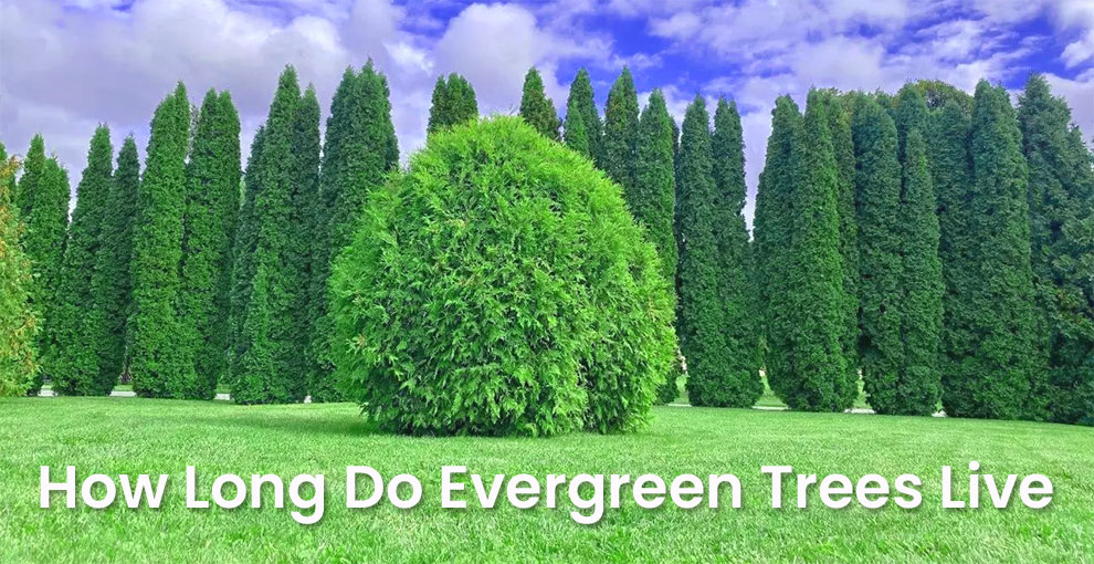 How long do evergreen trees live