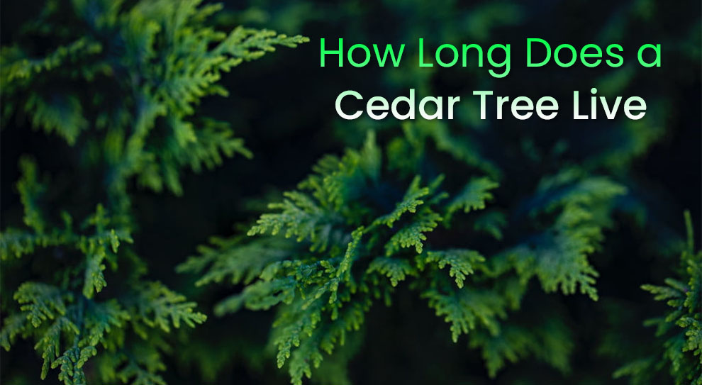 How long does a cedar tree live
