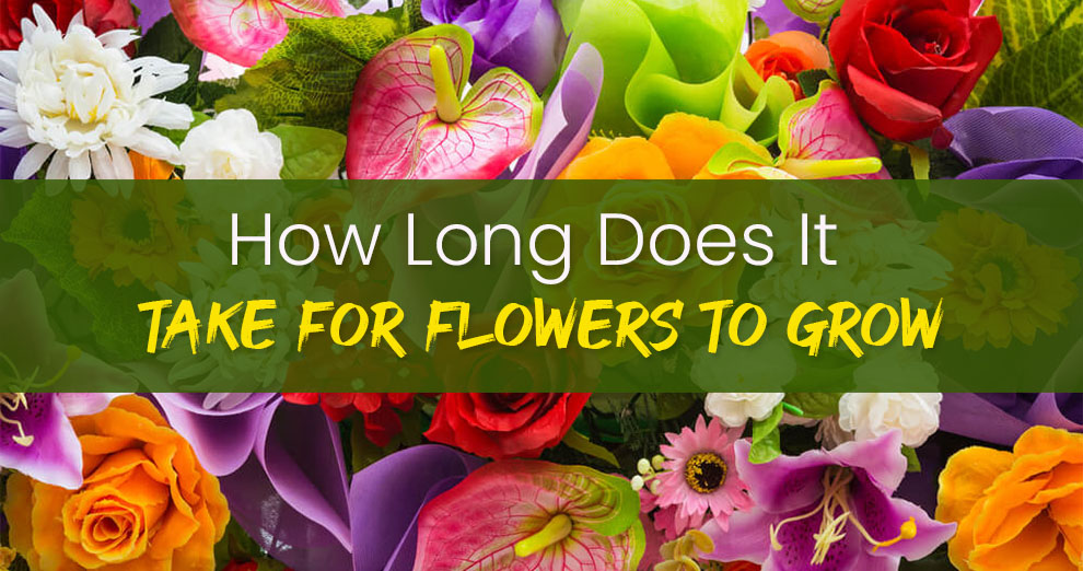 How long does it take for flowers to grow