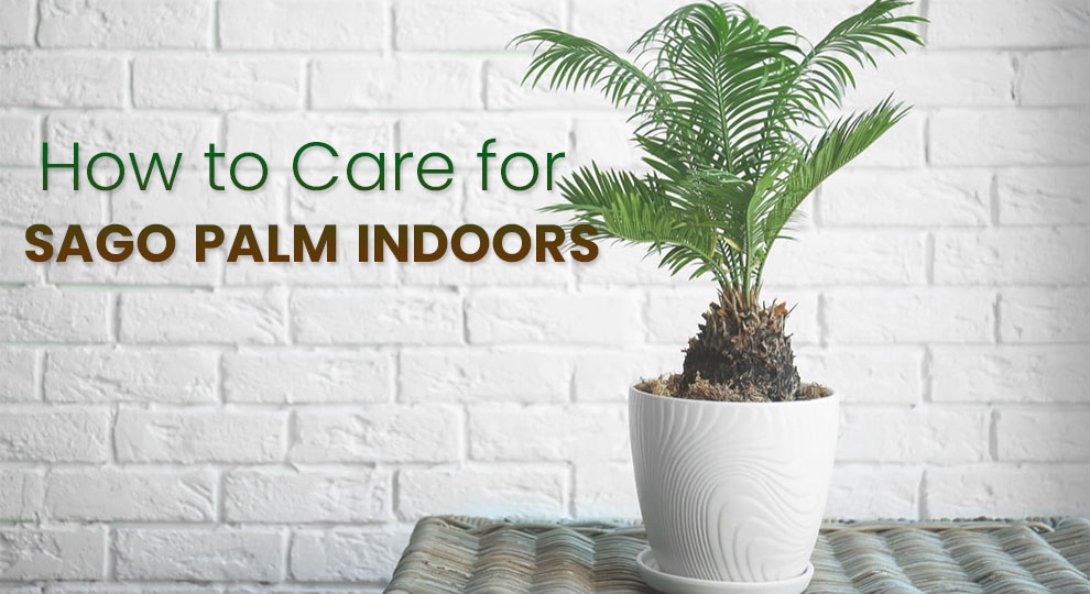 How To Care For Sago Palm Indoors