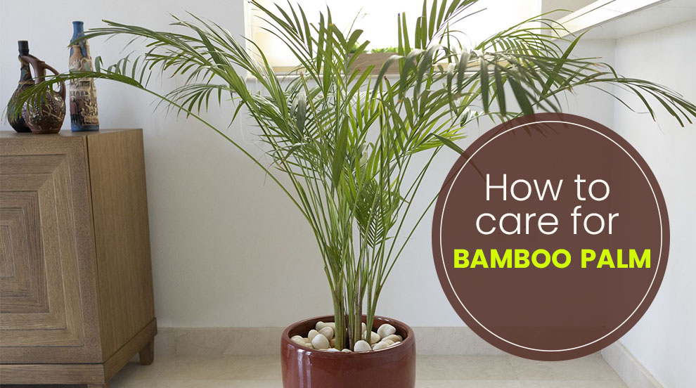 How to care for bamboo palm