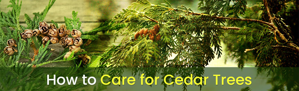 How To Care For Cedar Trees