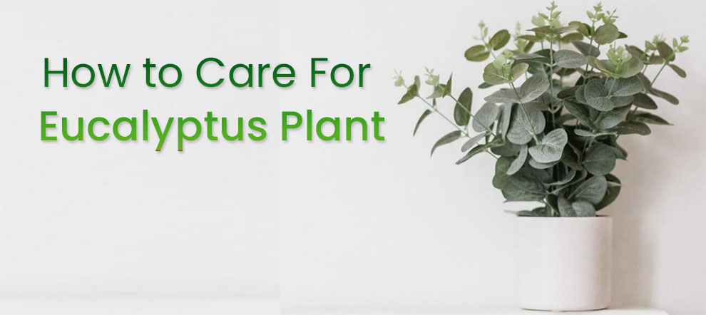How to care for eucalyptus plant