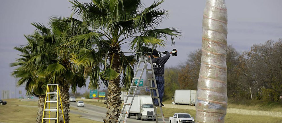 How To Care For Palm Trees In Winter and Prevent Freezing