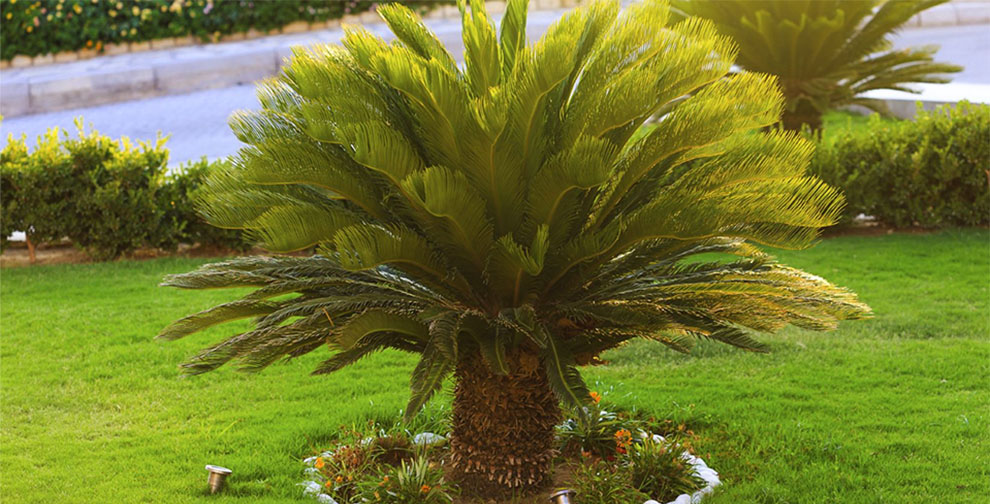 Sago Palm Growing Conditions