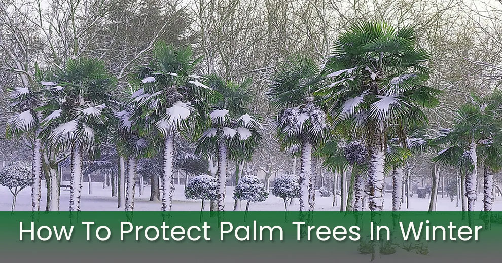 How to protect palm trees 