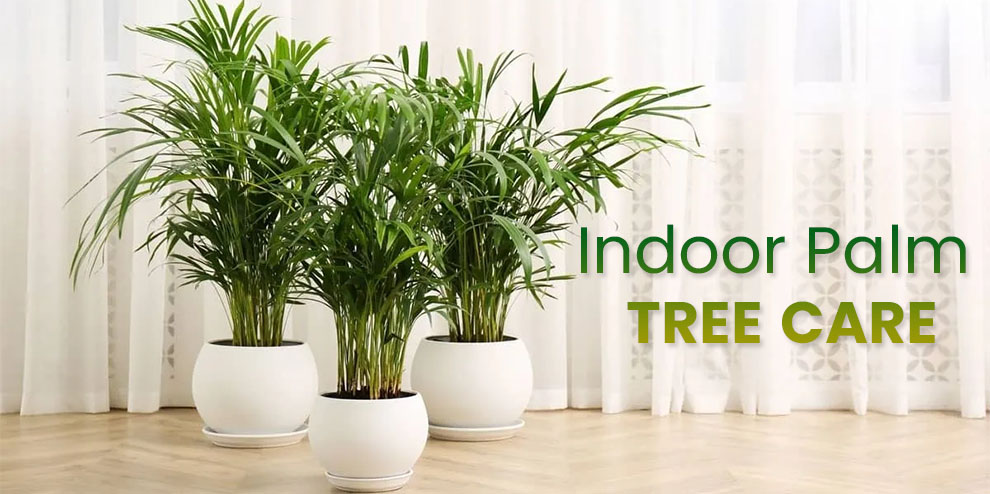 Indoor Palm Tree Care