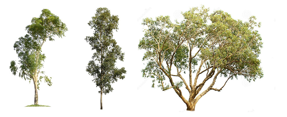 Kinds Of Eucalyptus Trees