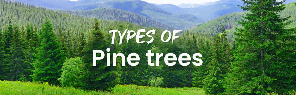 Types of Pine trees