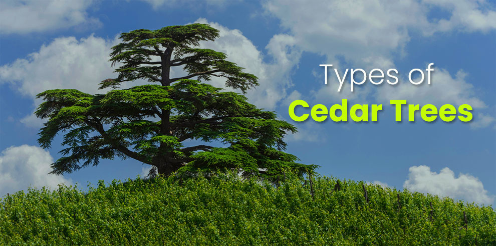 Types of Cedar Trees