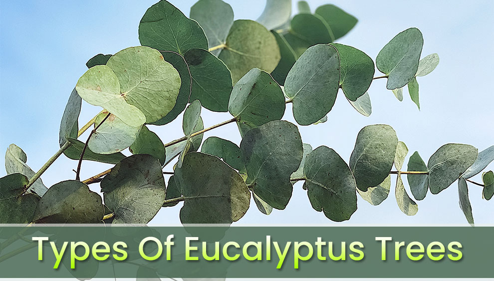 Types of eucalyptus trees