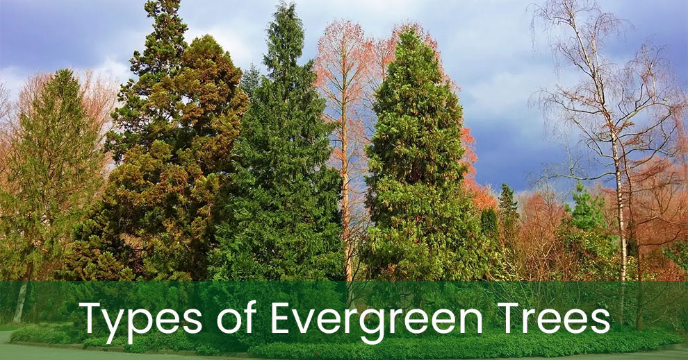 Types of evergreen trees