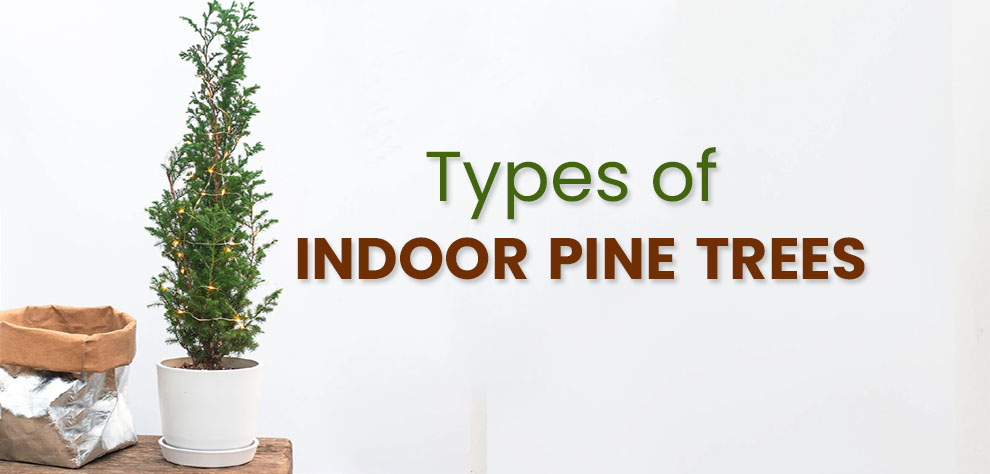 Types of indoor pine tree