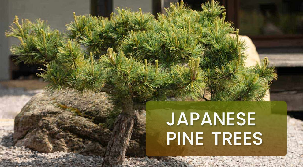 Types of japanese pine trees