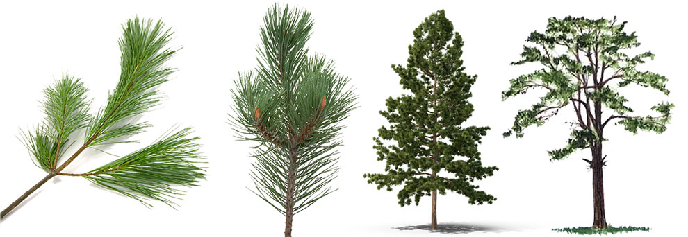 How Many Kinds Of Pine Trees Are There