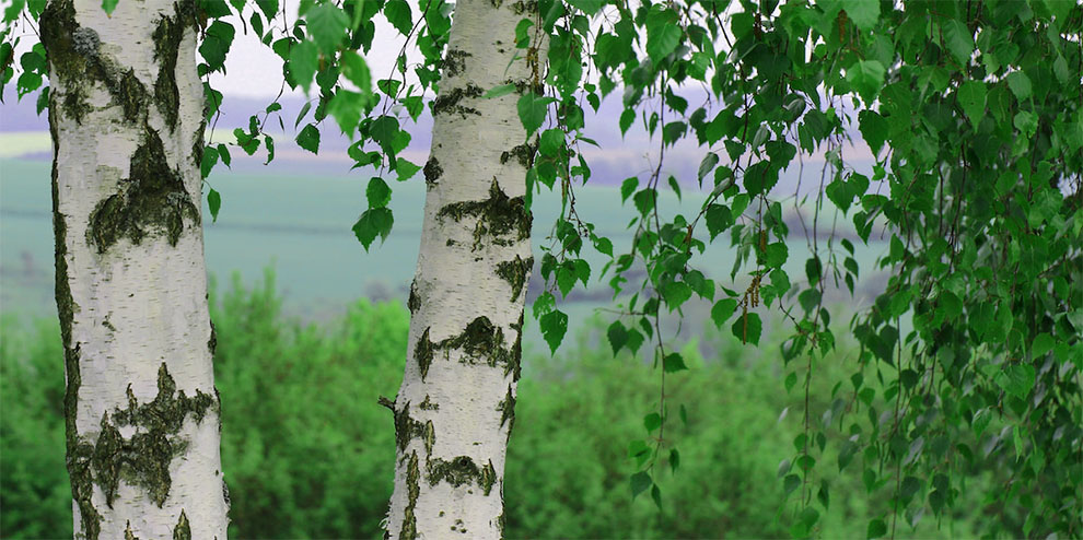  Birch Tree Care