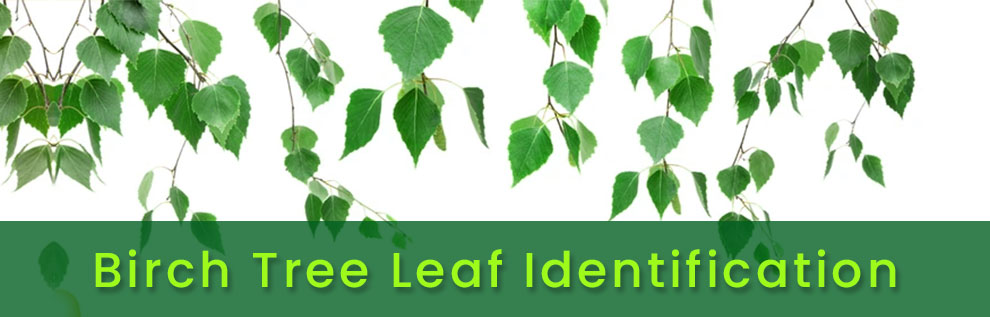 Birch tree leaf identification