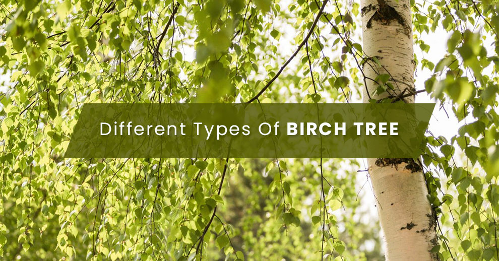 Birch tree varieties 