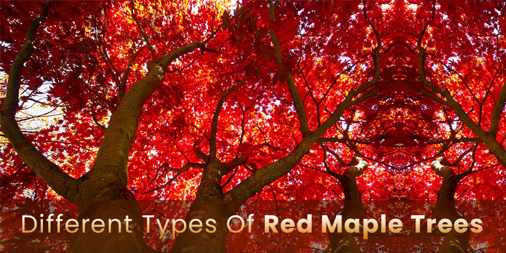 Different types of red maple trees 