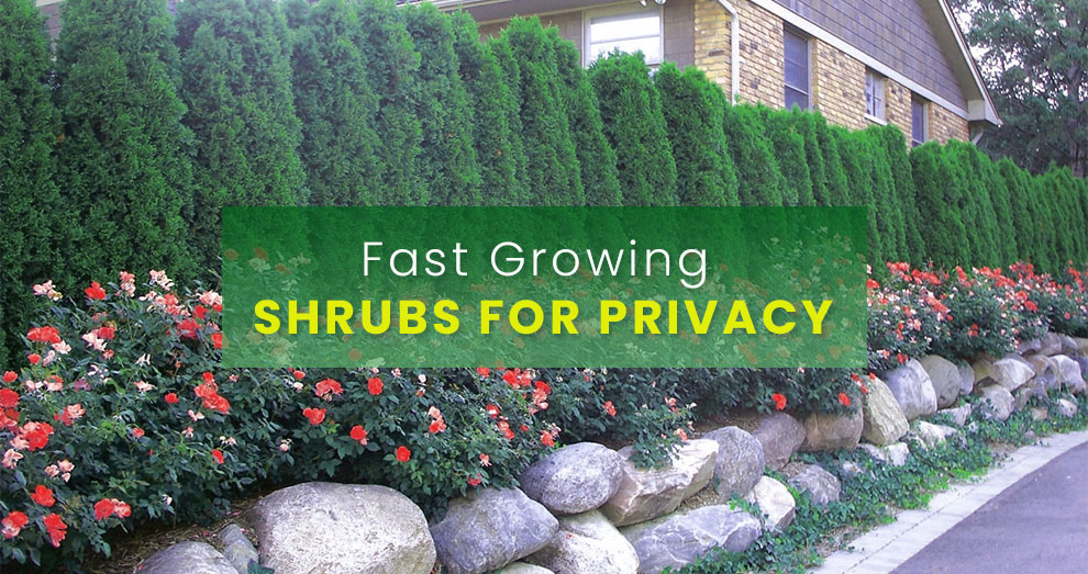 Fast growing shrubs for privacy