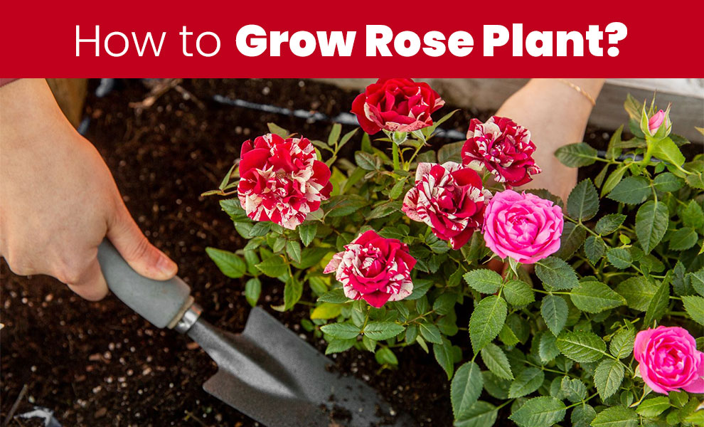 Grow Rose Plant
