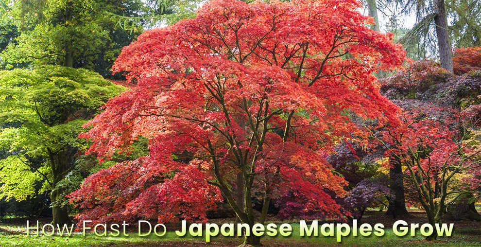How fast do Japanese maples grow