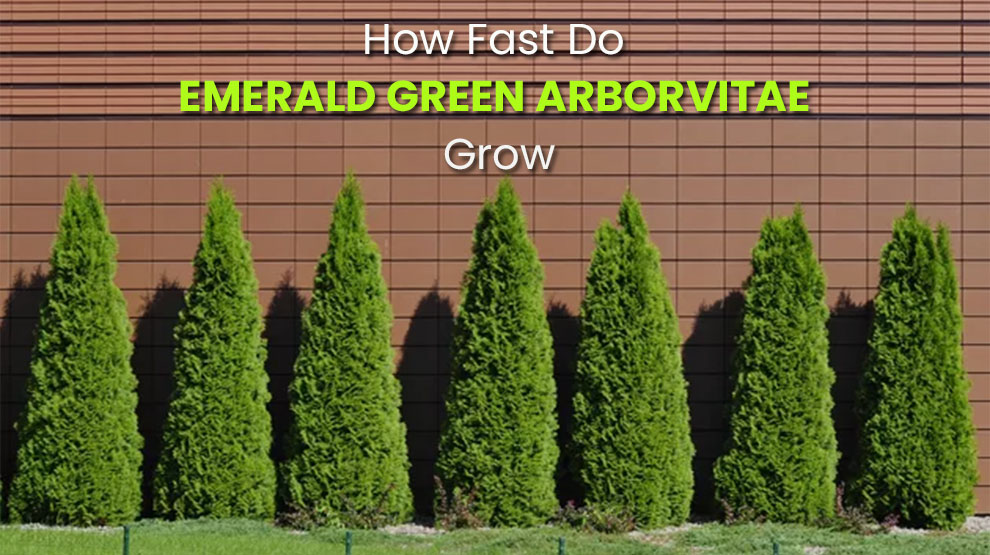 How fast do emerald green arborvitae grow