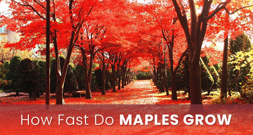 How fast do maples grow