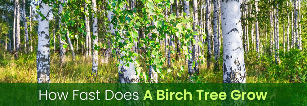 How Fast Does A Birch Tree Grow